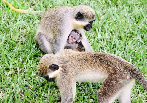 Gambia - Say Hi