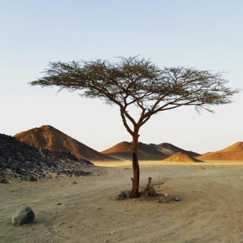 Egypte - Beauty during a quad safari