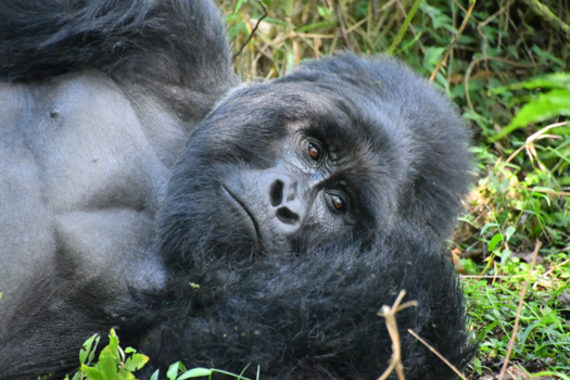 Bwindi Impenetrable National Park - gorrilla