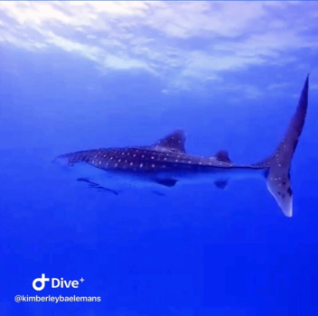 Egypte - Whale shark