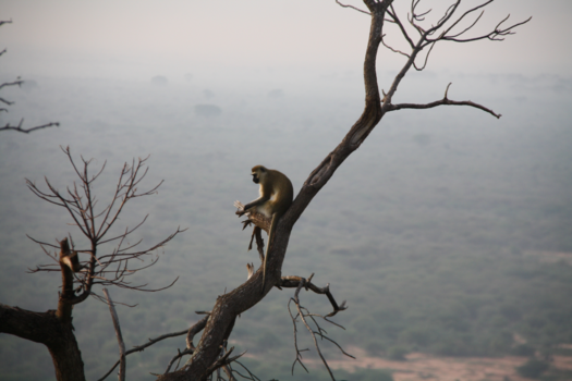Rondreis Kenia - Vroege morgen