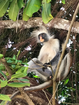 Stranden van Zanzibar - Zanzibar next top model .