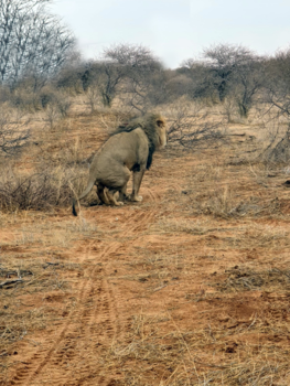 Namibië - Tja een leeuw moet ook wel eens.