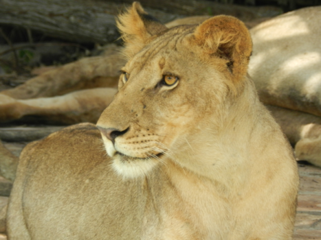 Stranden van Zanzibar - Leeuwen
