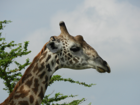 Stranden van Zanzibar - Giraf