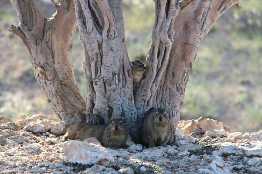 Kalahari woestijn - Klipdassen op de uitkijk