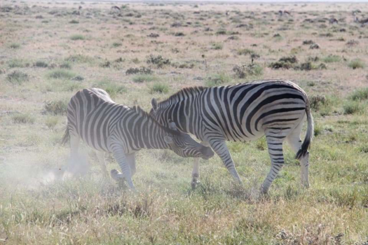 Kalahari woestijn - Zebra's in gevecht