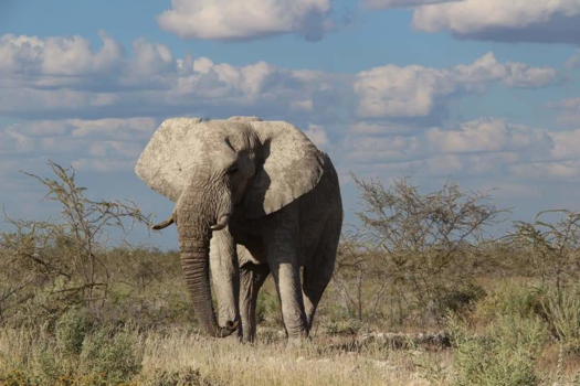 Kalahari woestijn - Zwervende olifant