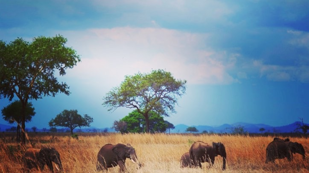 Tanzania - Into the wild