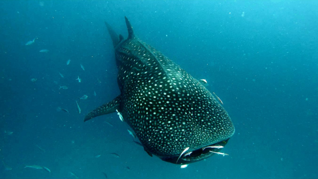 Tanzania - Whaleshark
