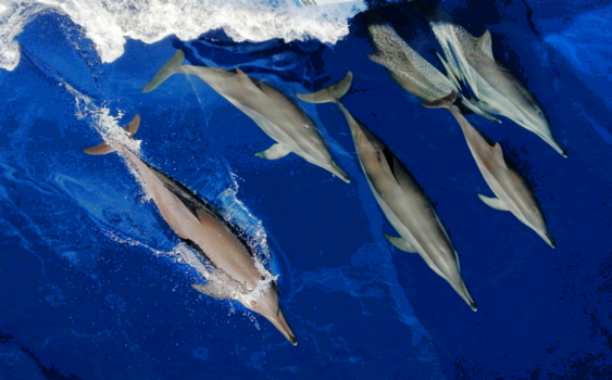 Egypte - Friends in motion