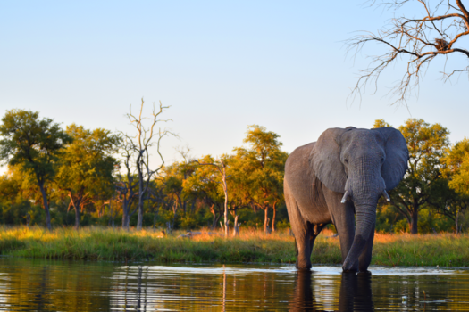 Okavango Delta - Olifanten spotten in een mokoro op de Okavango Delta!