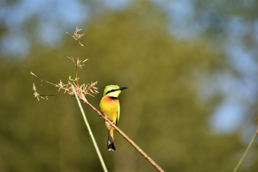 Okavango Delta