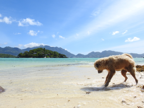 Seychellen - dog