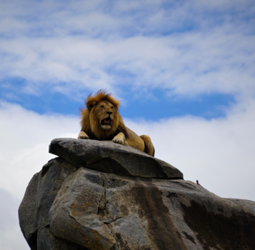 Tanzania - The Lion King