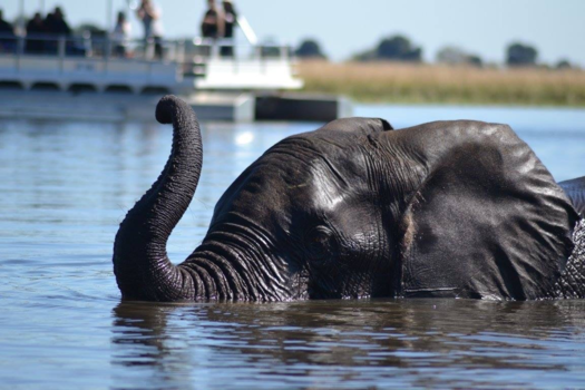 Chobe National Park - Olifant bootsafari