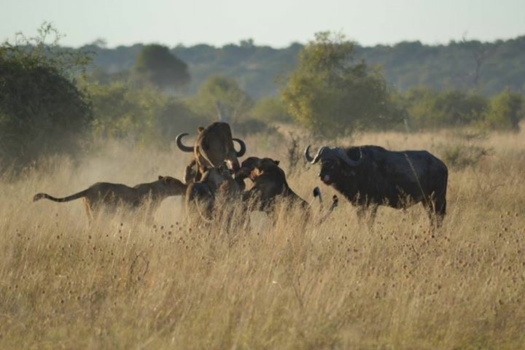 Chobe National Park - De harde wereld