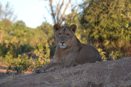 Chobe National Park - The lion king