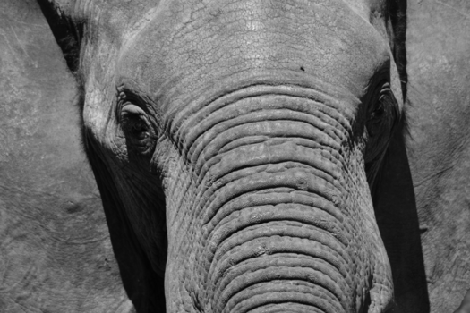 Chobe National Park - Olifant