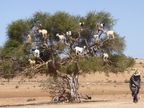 Rondreis Marokko koningssteden en zandduinen - Geiten klimmen in de bomen en eten de harde pitten waar arganolie van gemaakt wordt.
