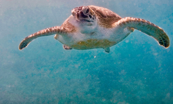 Egypte - circle of life