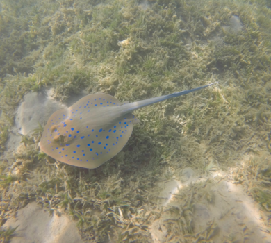 Egypte - blauw gestippelde rog