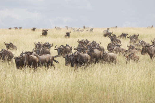 Serengeti National Park - Grote migratie