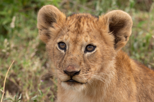Tanzania - Little one