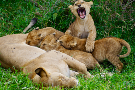 Tanzania - Leeuwen familie