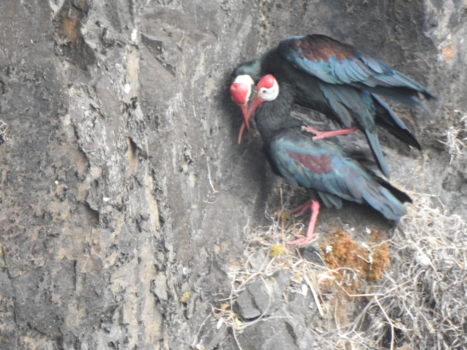 Drakensberge - Bedreigde vogelsoort, gelukkig proberen zij er nog iets aan te doen