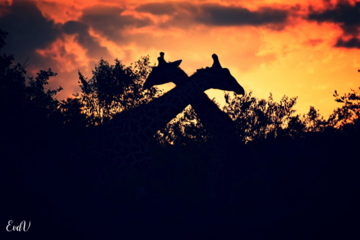 Kenia - Love at sunset