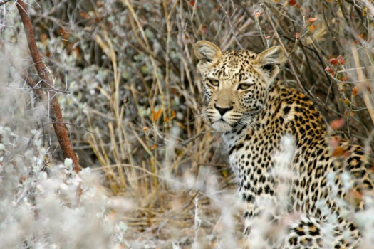 Namibië - Lucky shot