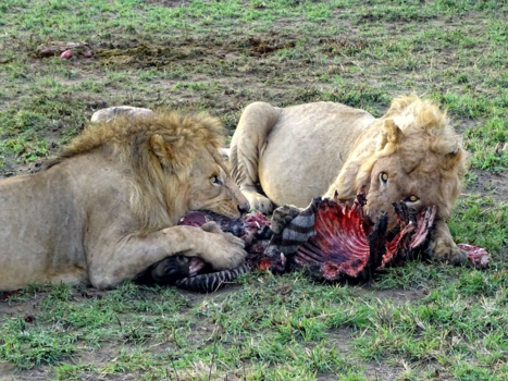 Tanzania - Serengeti, wreed en prachtig gebied