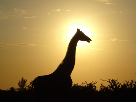 Rondreis Kenia - Een giraf op zijn mooist