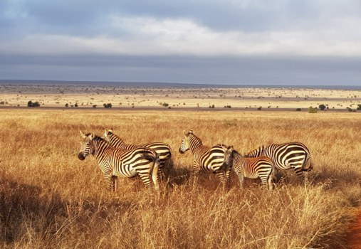 Rondreis Kenia - Ochtend ontmoeting