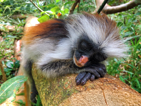 Stranden van Zanzibar - Zo, nu eerst een powernap!