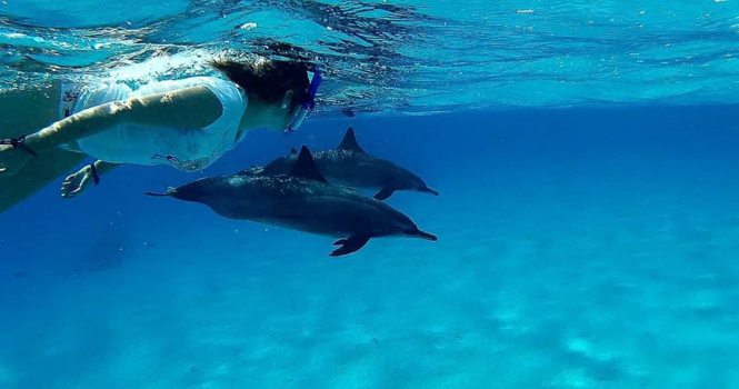 Egypte - Snorkelen met wilde dolfijnen