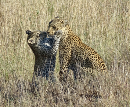 Serengeti National Park - Weerzien met mama Luipaard