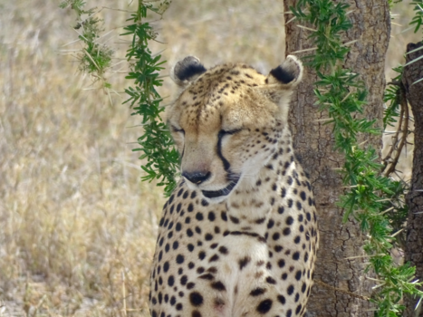 Serengeti National Park - Cheetah