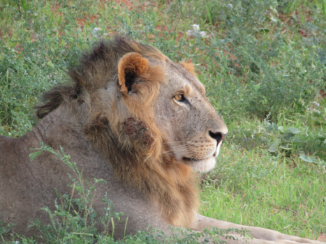 Rondreis Kenia - The king