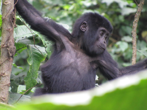 Oeganda - baby gorilla