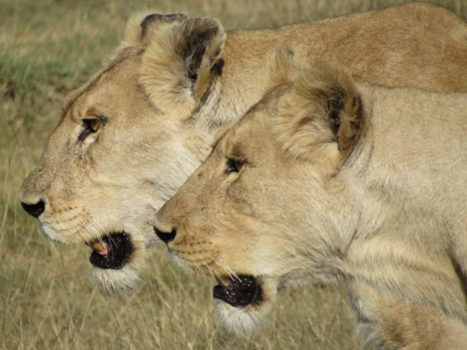 Tanzania - twee leeuwinnen