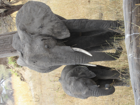 Tanzania - Moeder olifant met de kleine