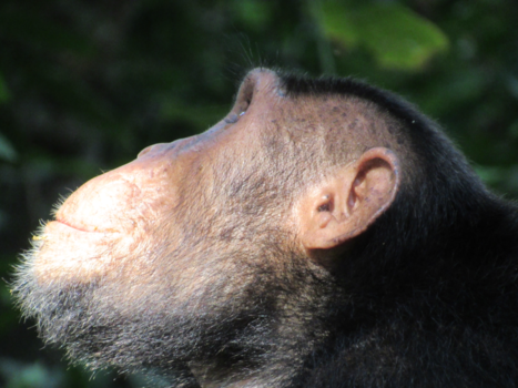 Oeganda - Chimpansee