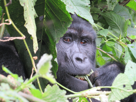 Oeganda - Gorilla