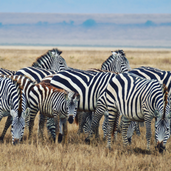 Tanzania - Zebra familie