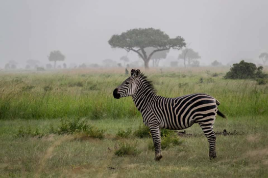 Tanzania - Mikumi Tanzania