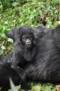 Bwindi Impenetrable National Park - Mountain gorilla love