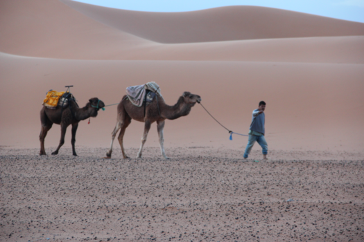 Rondreis Marokko koningssteden en zandduinen - Early morning Rise in the Dunes
