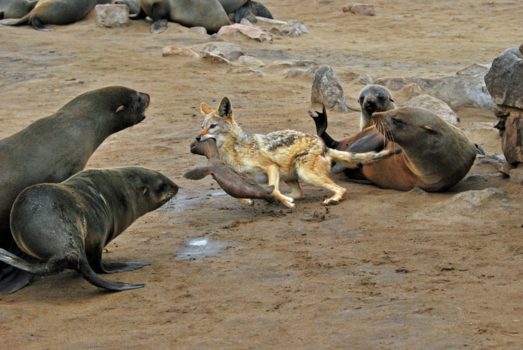 Sossusvlei - Grote prooi